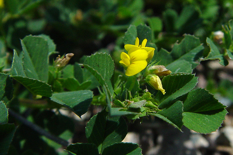 Medicago polymorpha (Carol Witham, via CalPhotos)