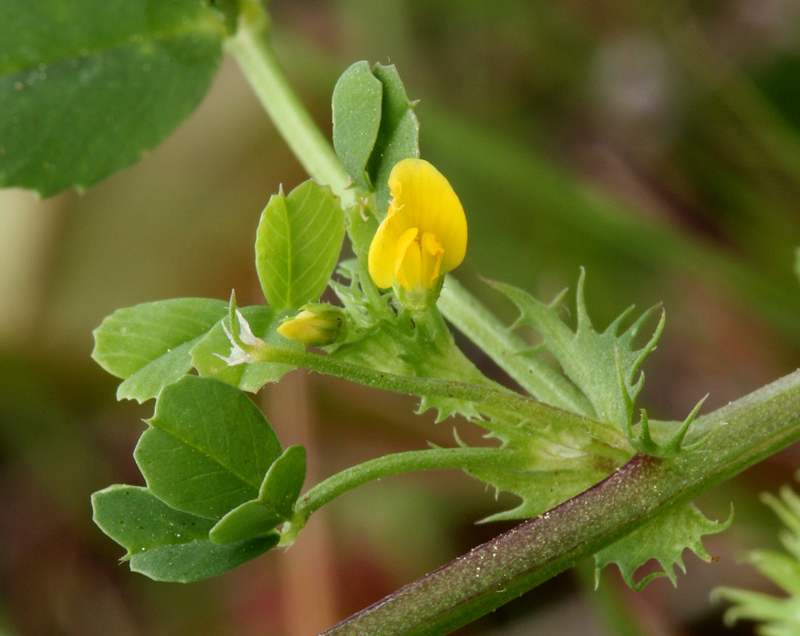 Closeup of Medicago polymorpha flowers. (Steve Matson, via CalPhotos.)