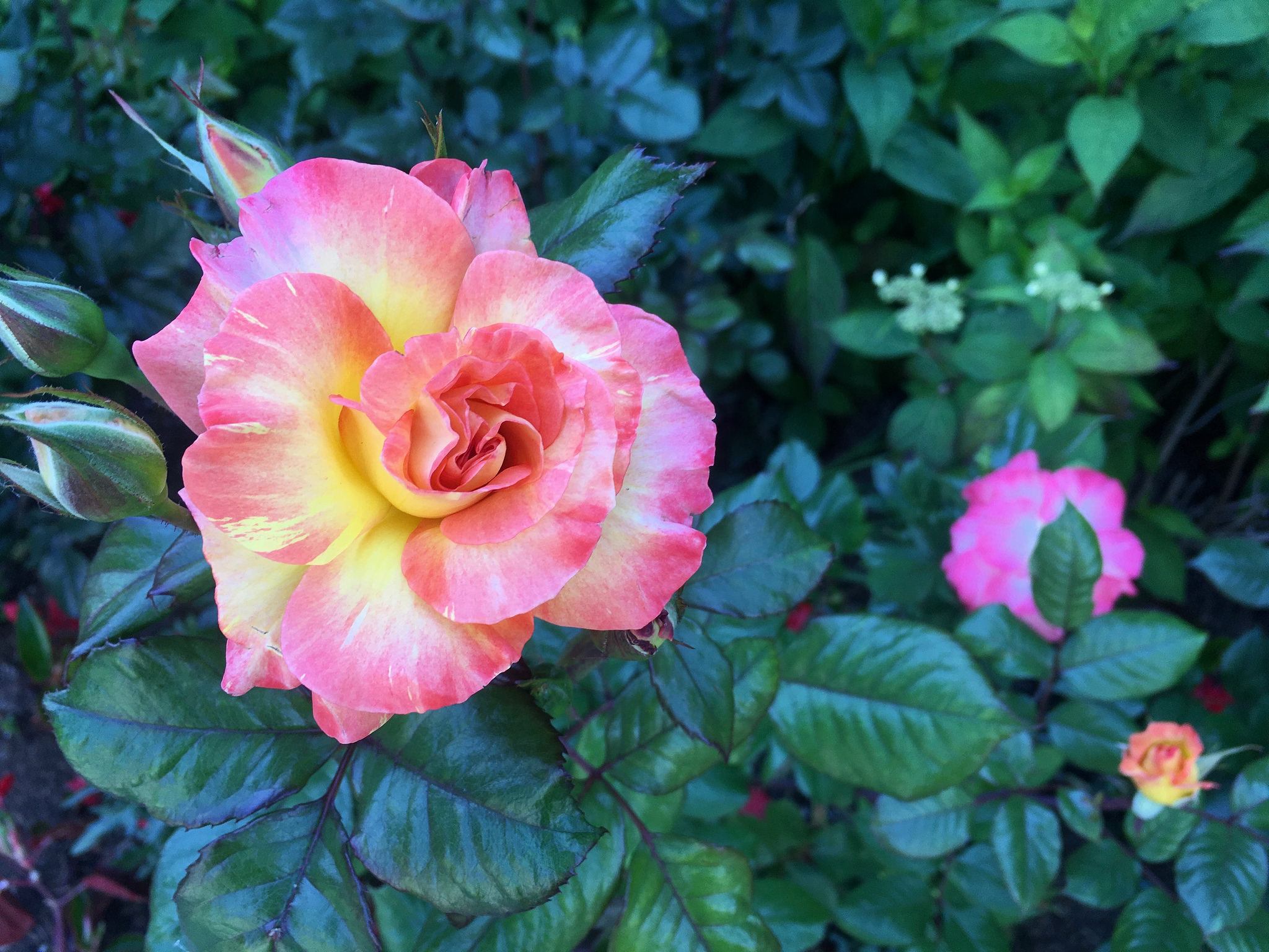 A domestic rose (Flickr: Jeremy Yoder)