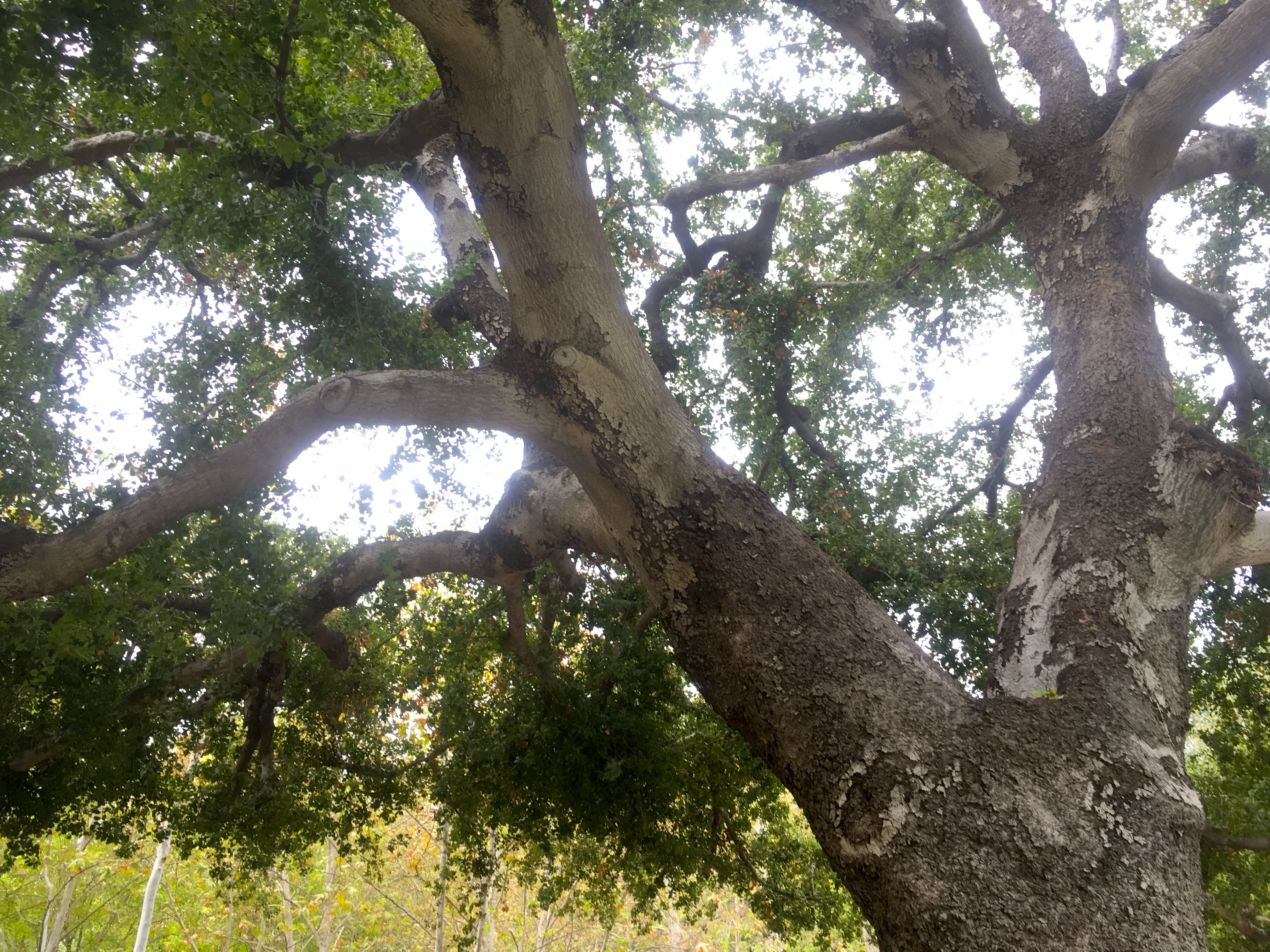 California live oak (photo by Jeremy Yoder)