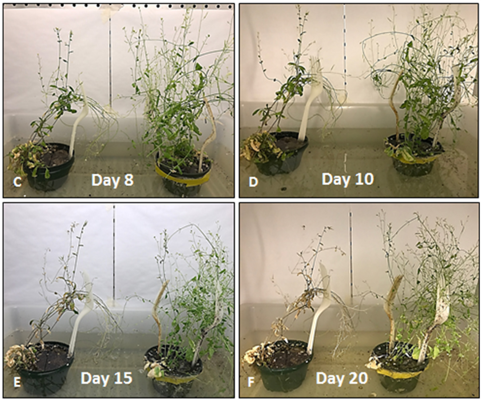 Un-engineered Arabidopsis (left) and Arabidopsis engineered to over-express ACC oxidase (right) in flooded conditions in a climate-controlled growth chamber, compared over time since their roots were submerged in water.