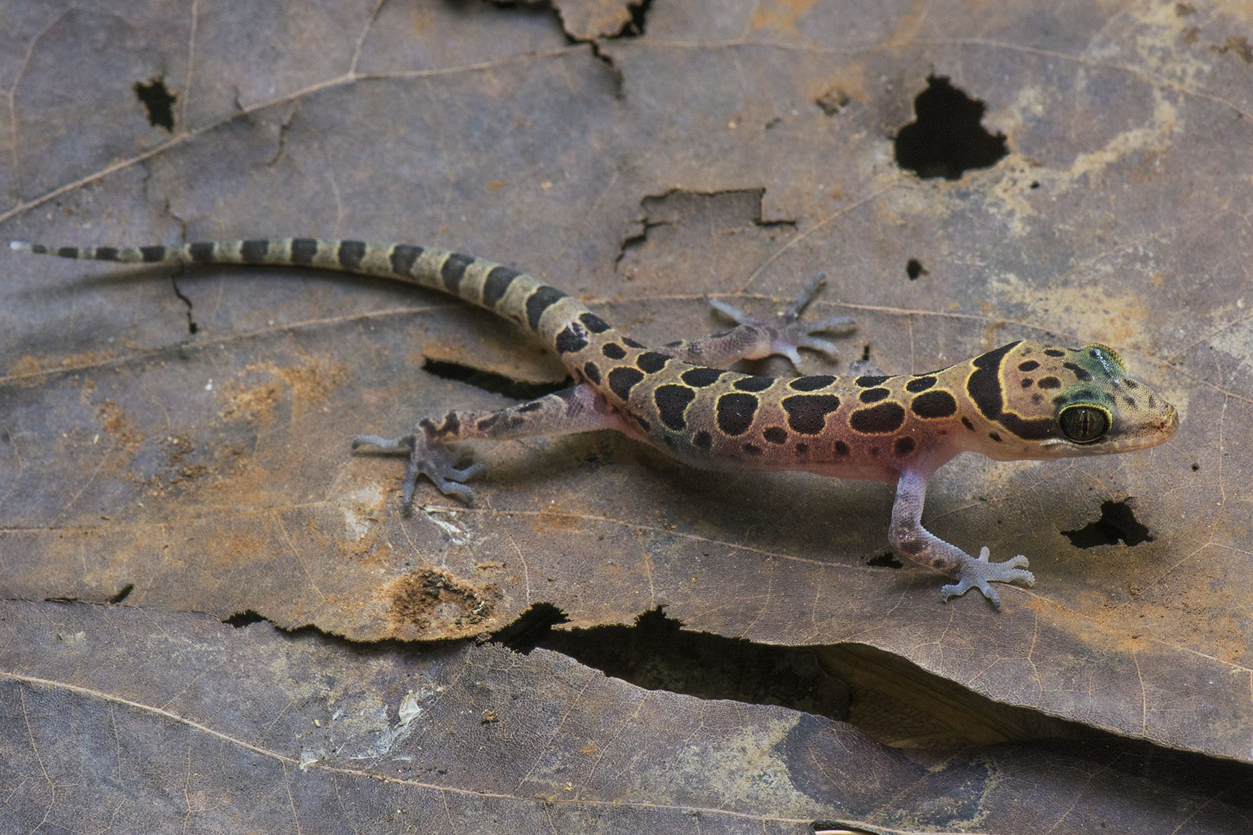 Cyrtodactylus meersi sp. nov., one of the new species described in the article. (Grismer et al. 2018, Figure 7.)