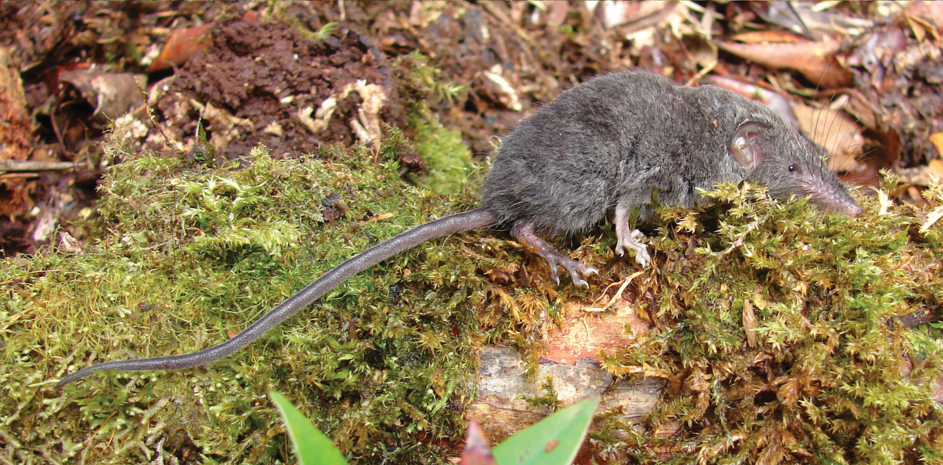 Crocidura palawanensis, a new species of shrew described in a recent paper by Giarla and colleagues. (Hutterer et al 2018, fig 13)