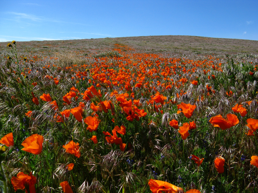 California poppies bloom in the Antelope Valley California Poppy Reserve, 2009 (Flickr: Michael Huey)