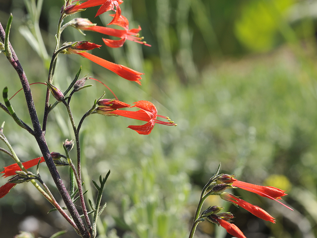 Scarlet gillia in Stanislaus National Forest (Flickr: Mike LaBarbera)