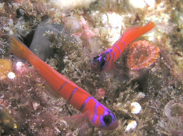 Bluebanded gobies near San Clemente Island, California (Wikimedia: Clark Anderson)