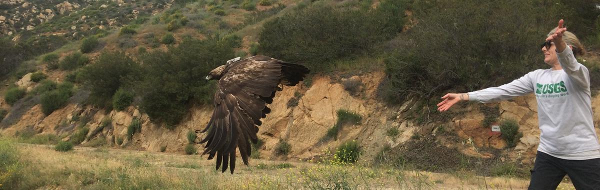 A golden eagle released with a tracking device (USGS)