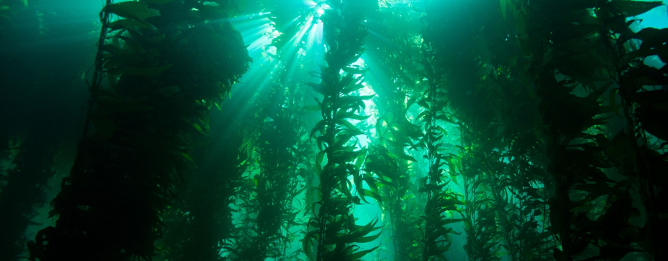 Kelp forest (Flickr: NOAA)