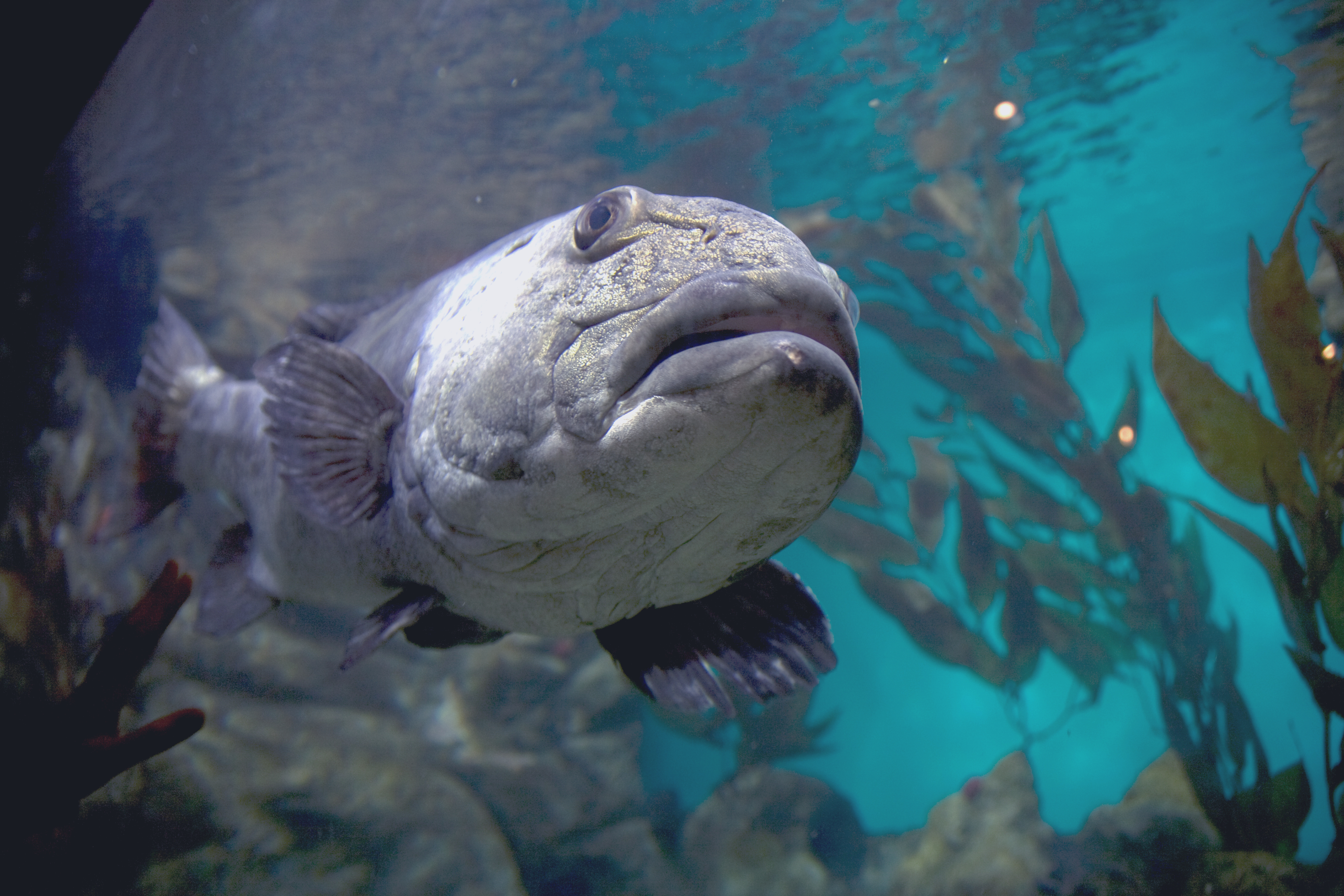 A giant sea bass at the California Academy of Sciences aquarium (Flickr: Caitlin Childs)
