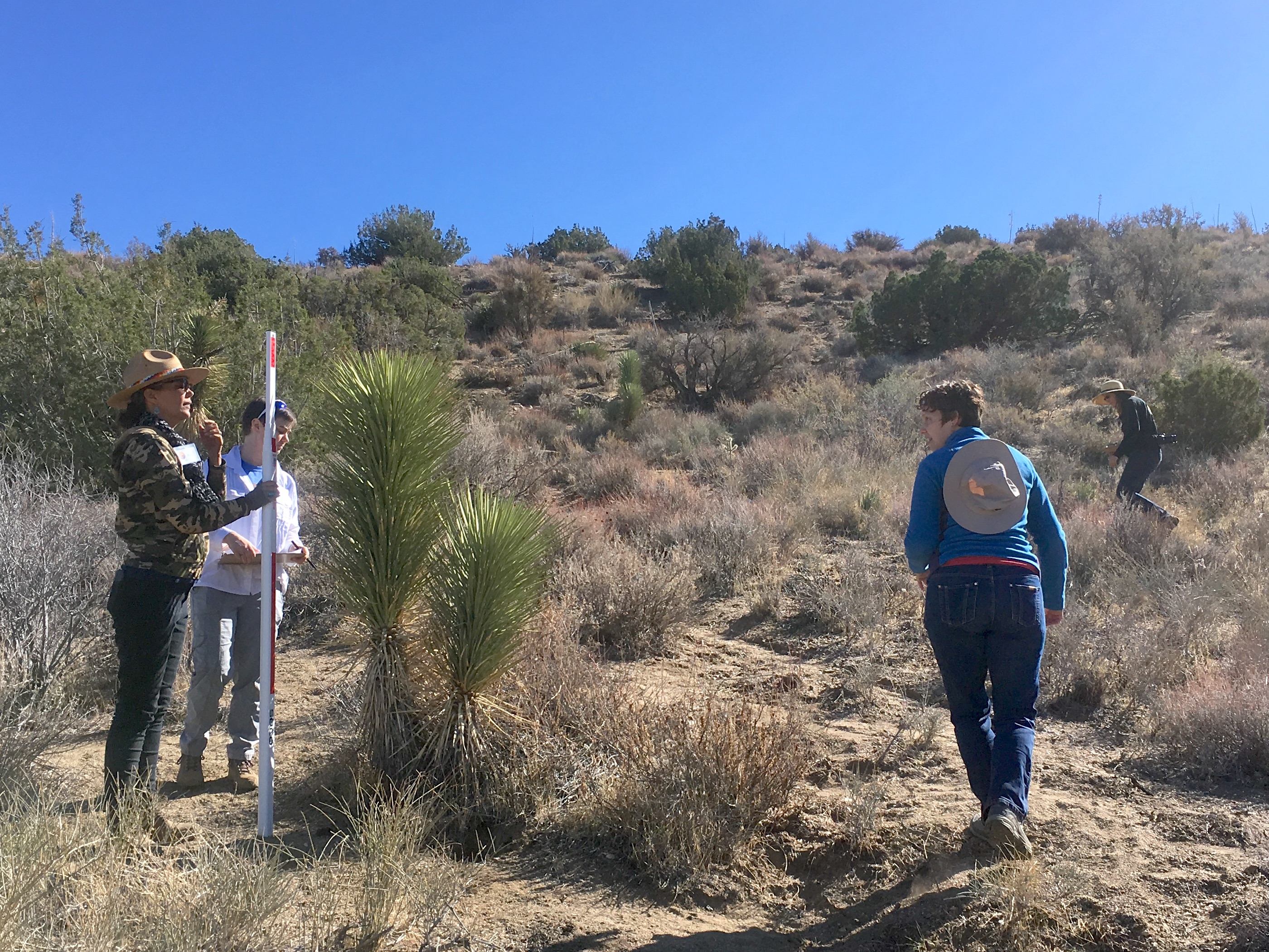 Volunteer leaders measure a Joshua tree during a pilot run of the survey protocol. (Photo by Jeremy Yoder.)