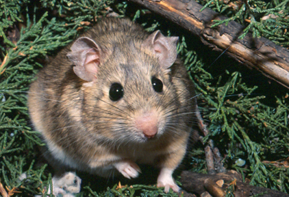 href="http://dearing.biology.utah.edu/Lab/detoxification.html">Dearing Lab website)