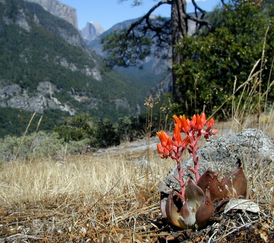 Amoroso and Wilson compared populations of Dudleya cymosa cymosa growing in Yosemite National Park and Sequoia National Park, as one of ten paired-population comparisons in their study. (Barry Breckling, via CalPhotos)