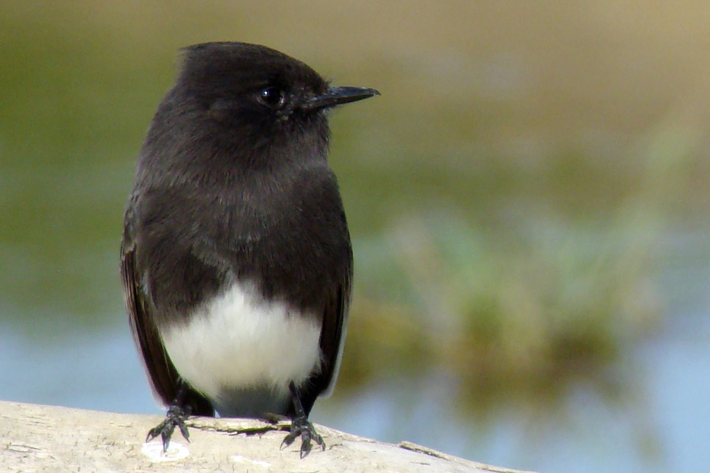 A black phoebe