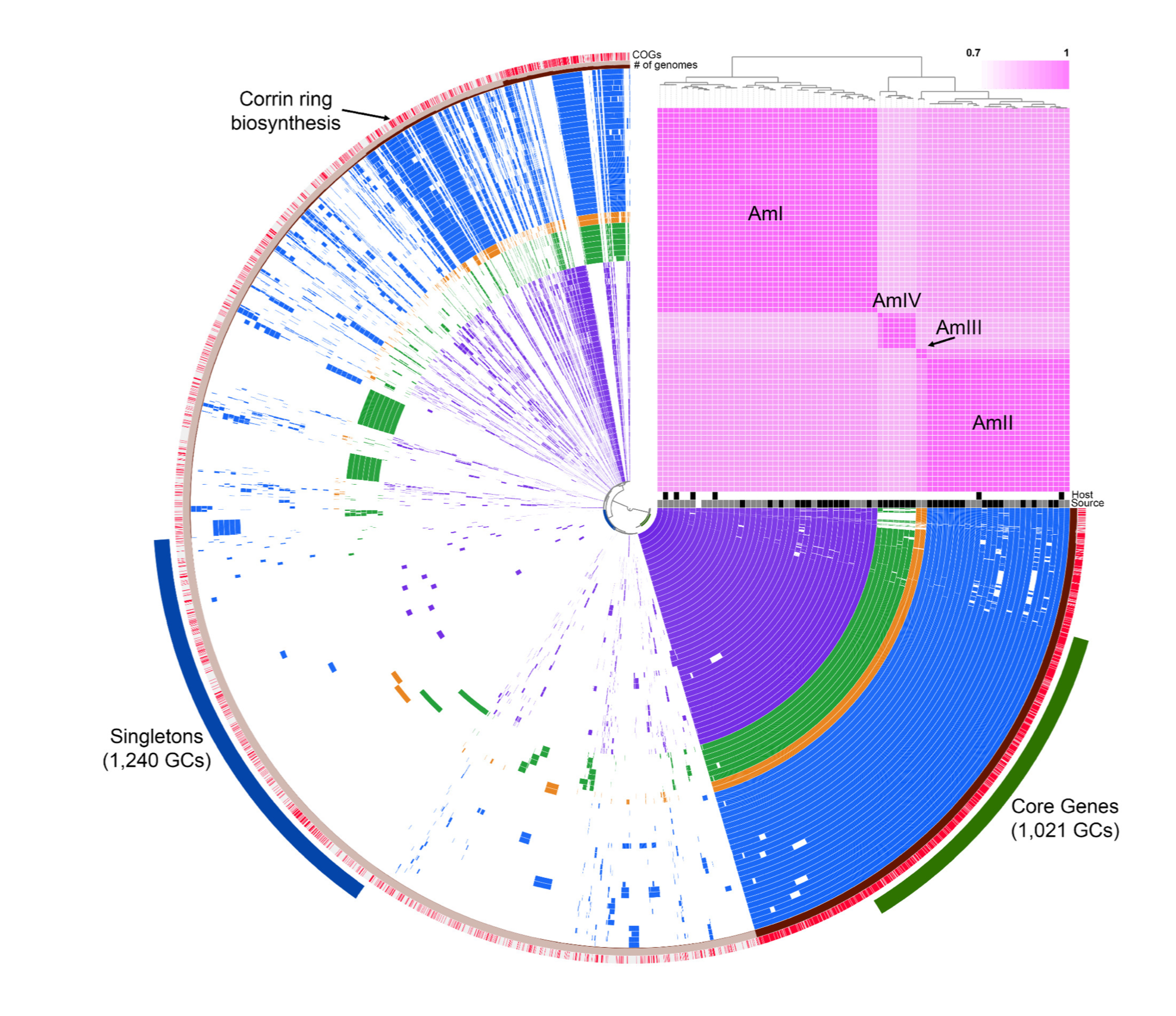 A diagram of the "pangenome" inventory of genes found in 75 Akkermansia genome assemblies