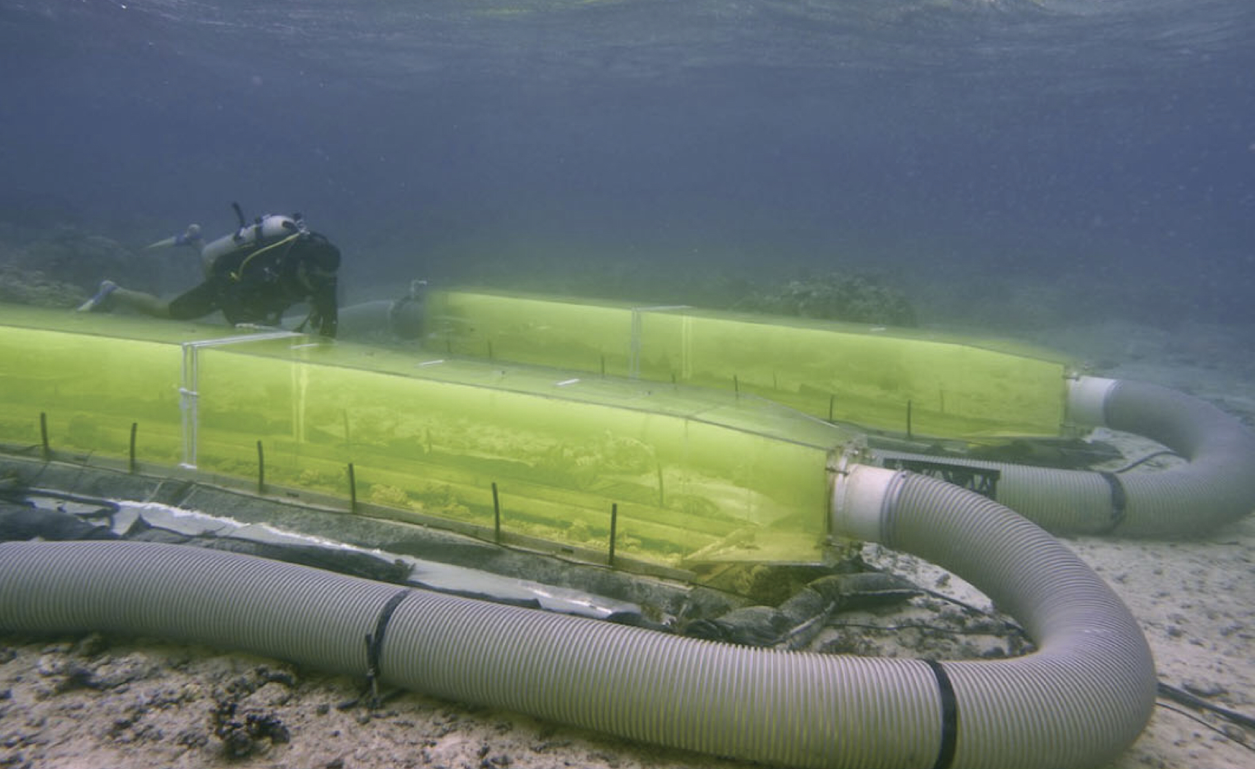 Twin “flumes” placed over patches of coral reef to allow manipulation of the water chemistry