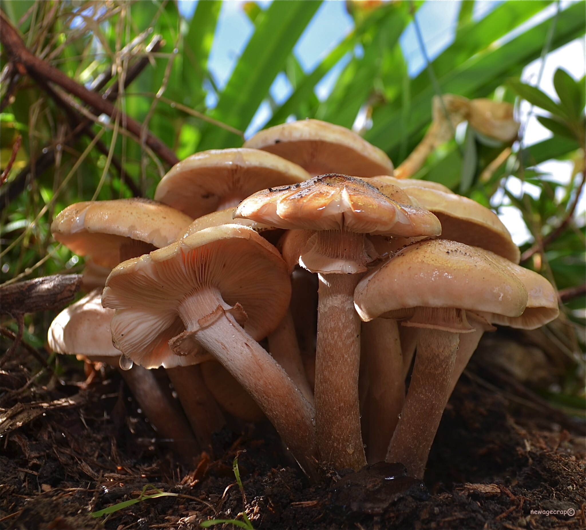 A cluster of mushrooms