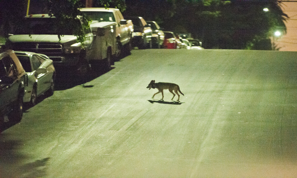 A coyote crosses a city street, lit by streetlights (National Park Service)