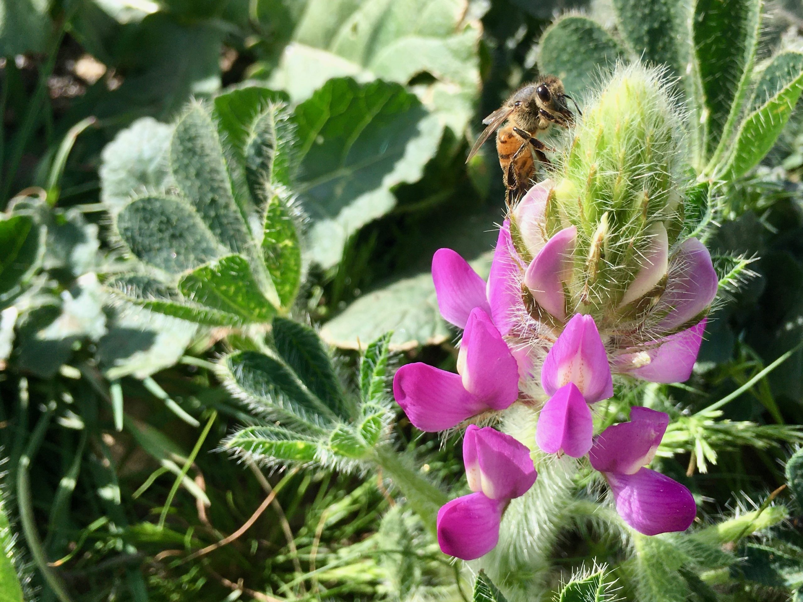 A honeybee visits a lupine flower