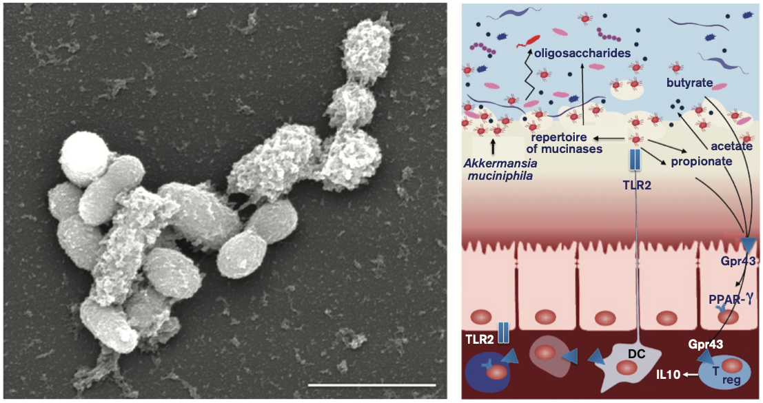 Cells of a bacterium under the microscope, and a diagram of its interaction with the human gut.
