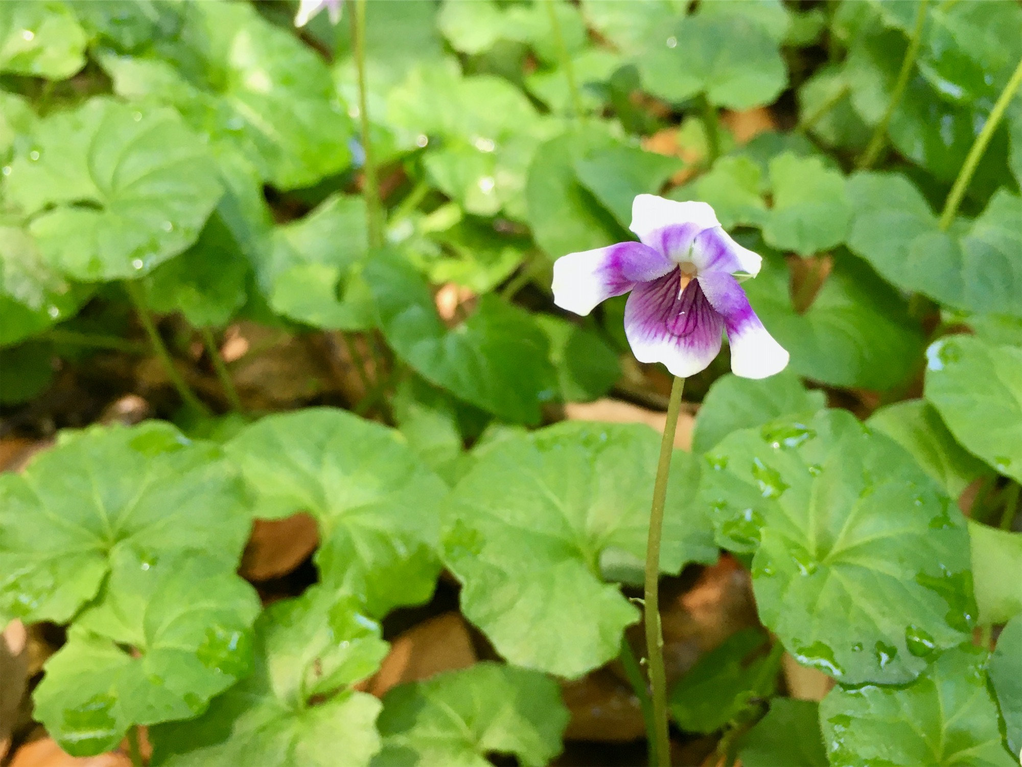 A blue and white violet