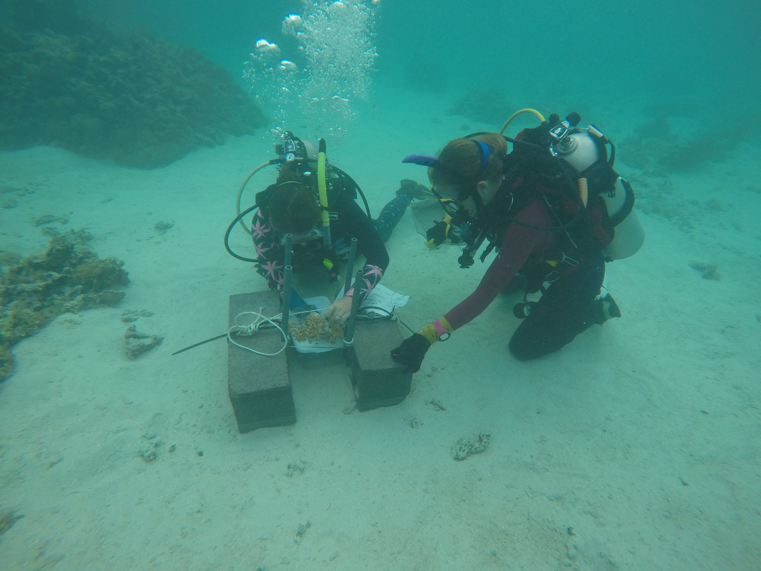 two divers examine a coral formation