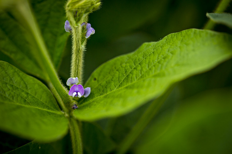 a small purple flower