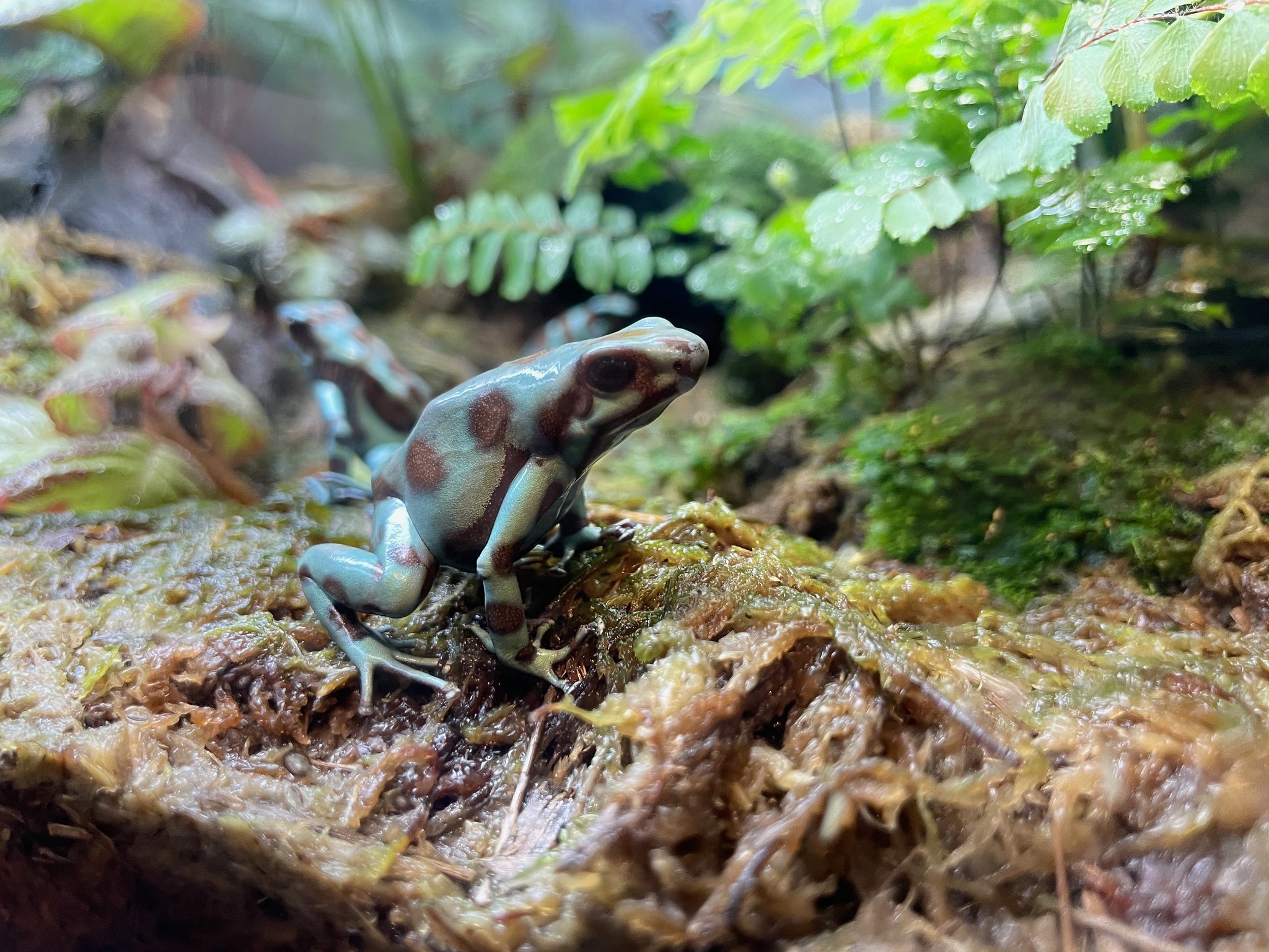 A mottled green and brown tree frog sitting on mossy ground with fern fronds in the background